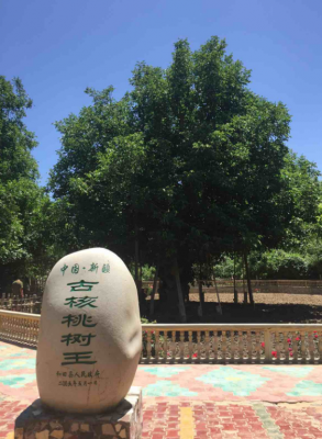 核桃王树